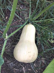 butternut squash growing