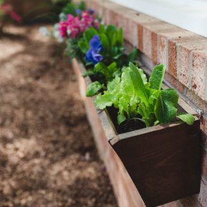 flower box with greens