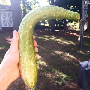 zuchini from garden