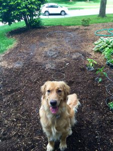 dog in the garden