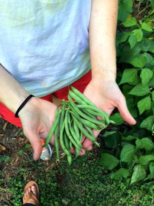 Freshly picked beans