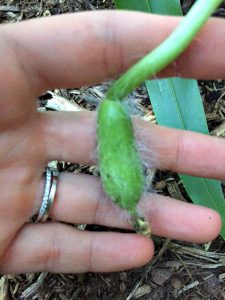 watermelon bud