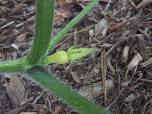 squash bud on a plant