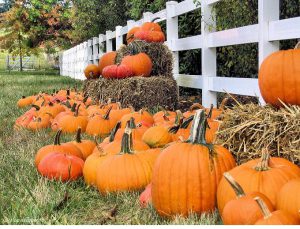 pumpkins stacked along a fence