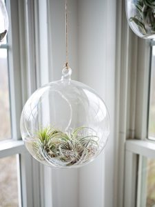 Plant in glass globe