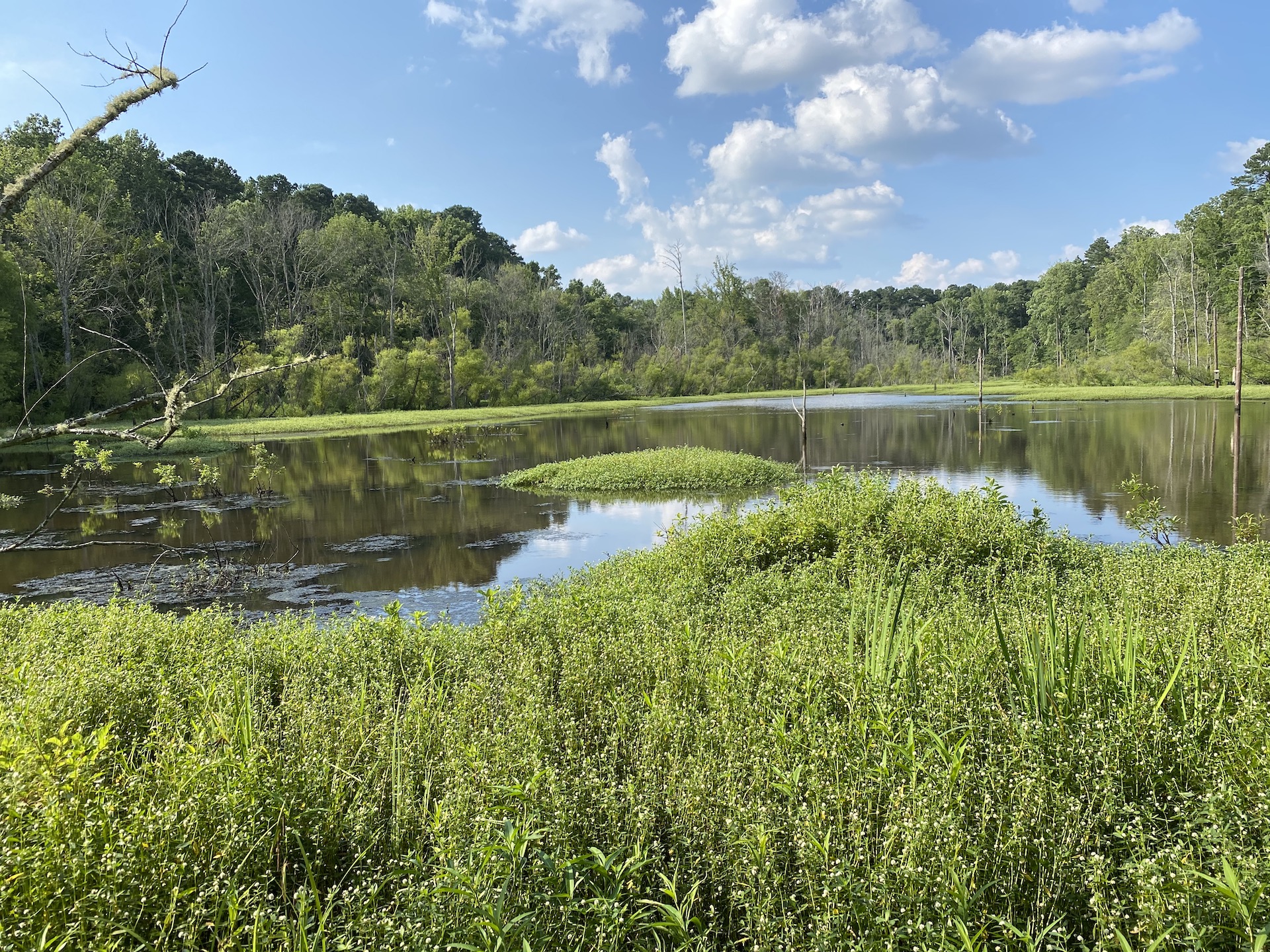 pond in the woods