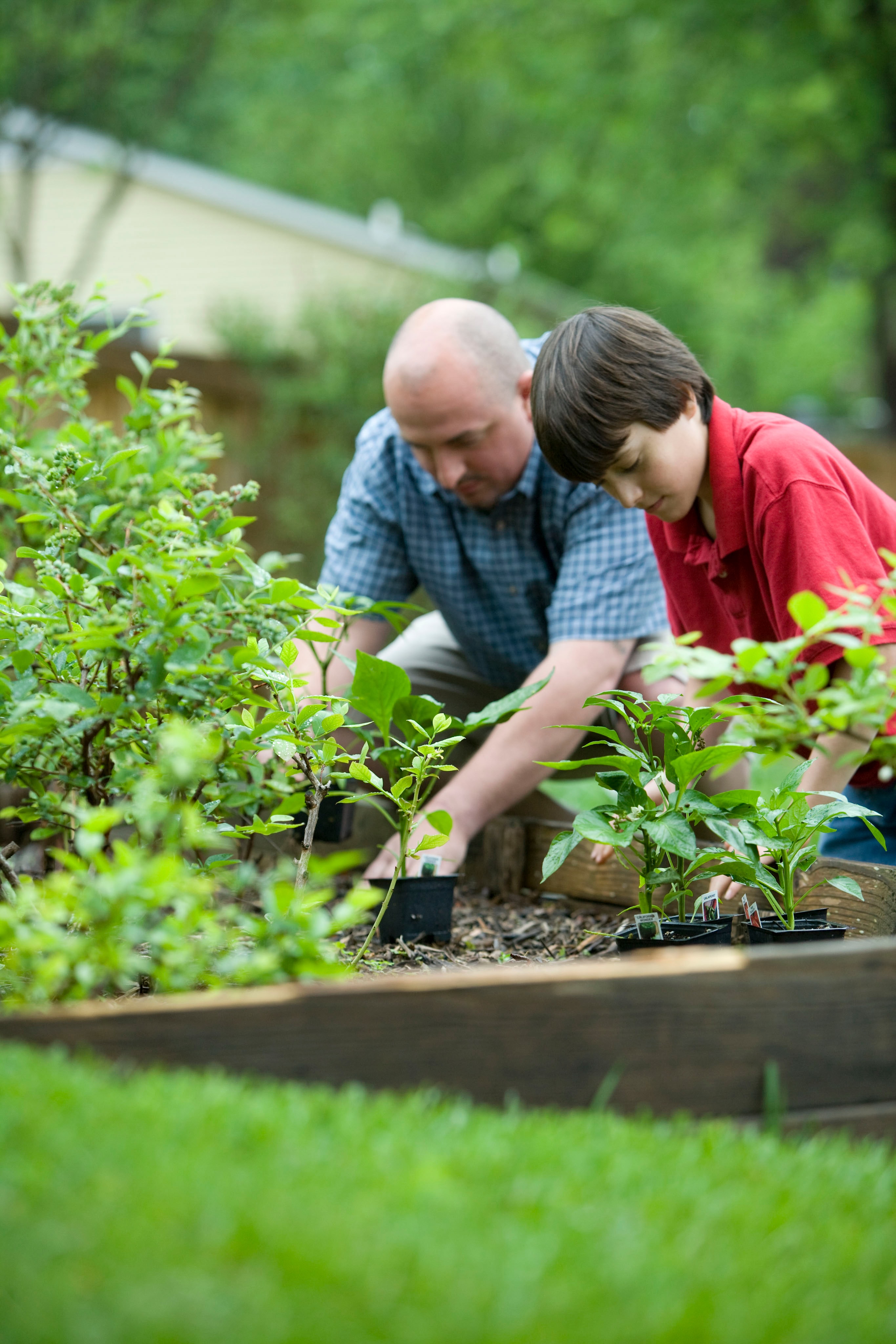 An adult male with an adolescent boy gardening in a raised garden bed.