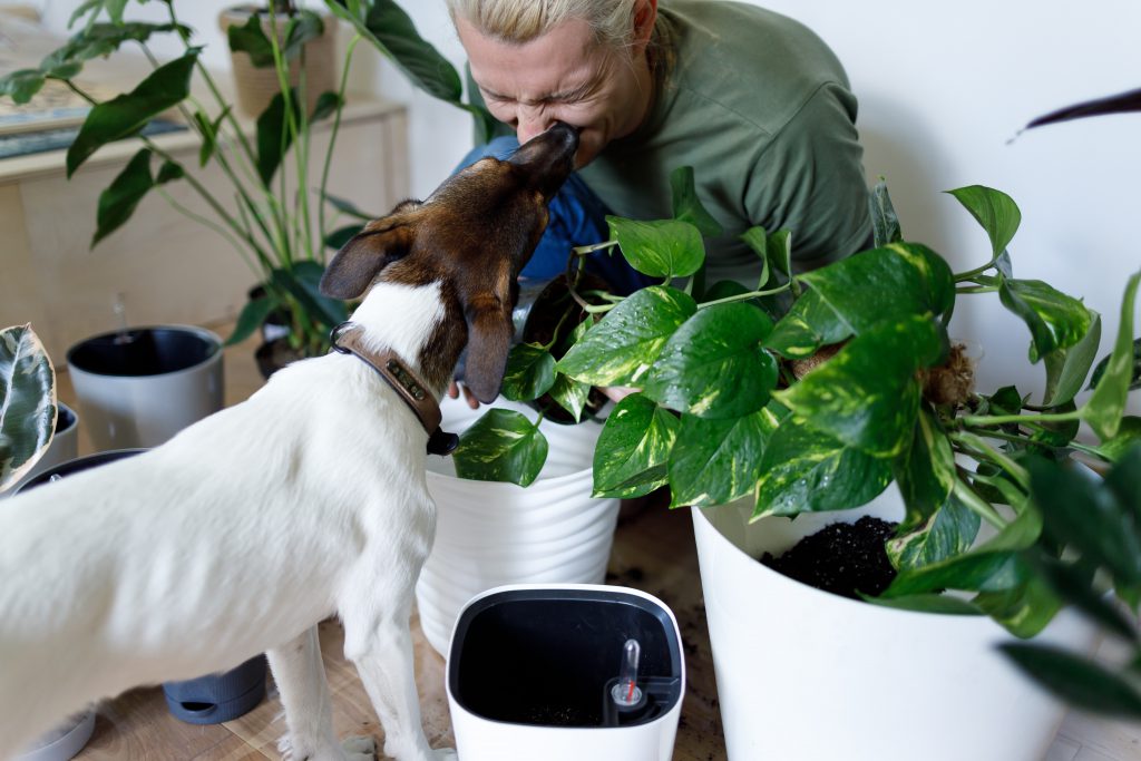 Man is getting licked in the face by his dog while repotting houseplants